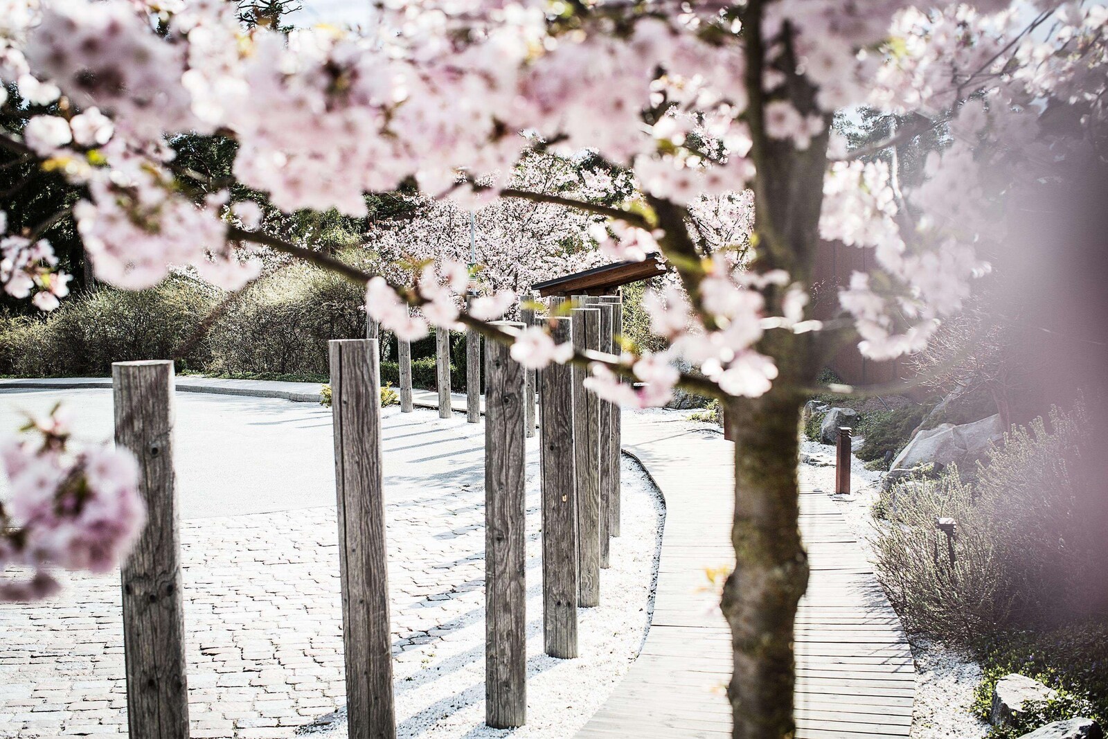 ヤスラギ ハッセルッデン：桜の咲く小道