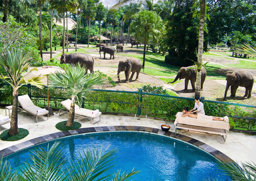 エレファント・サファリパーク・スパ Elephant Safari Park Spa
